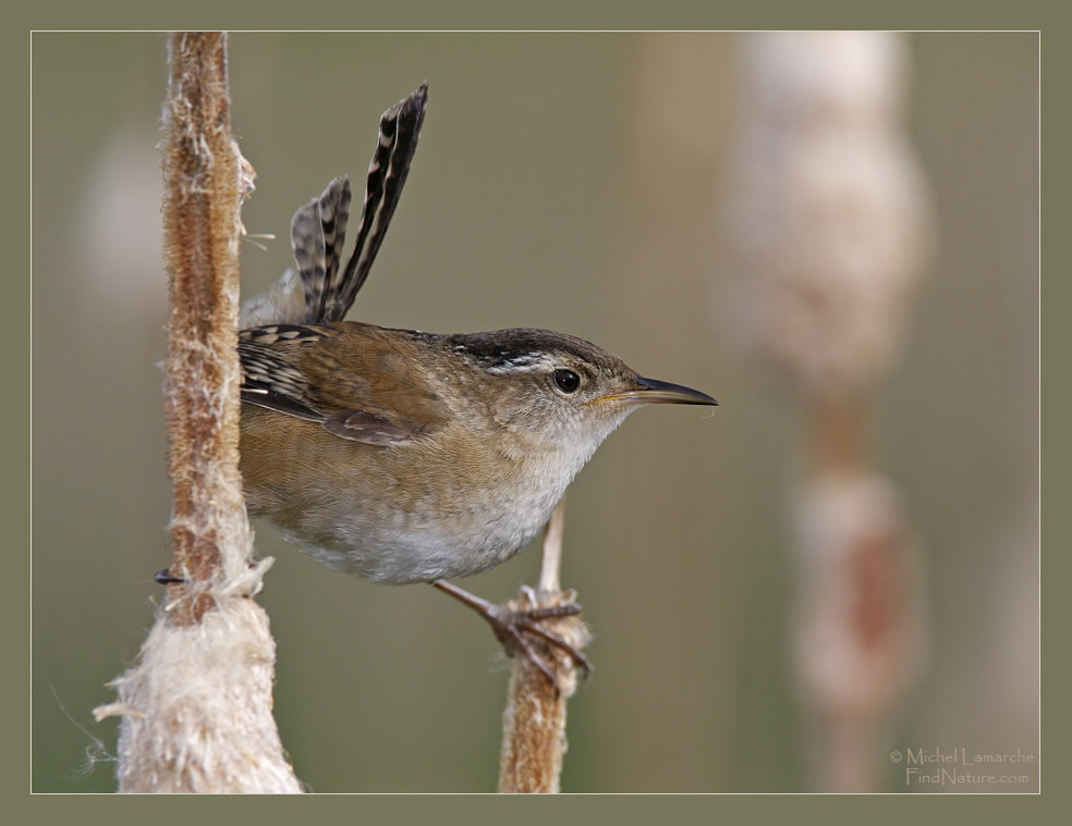 Boucherville (Québec), 2009-05-23