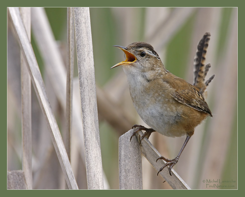 Boucherville (Québec), 2009-05-23