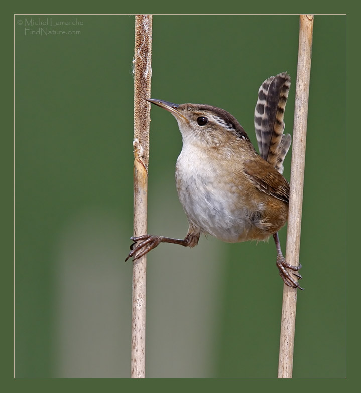 Boucherville (Québec), 2009-05-23