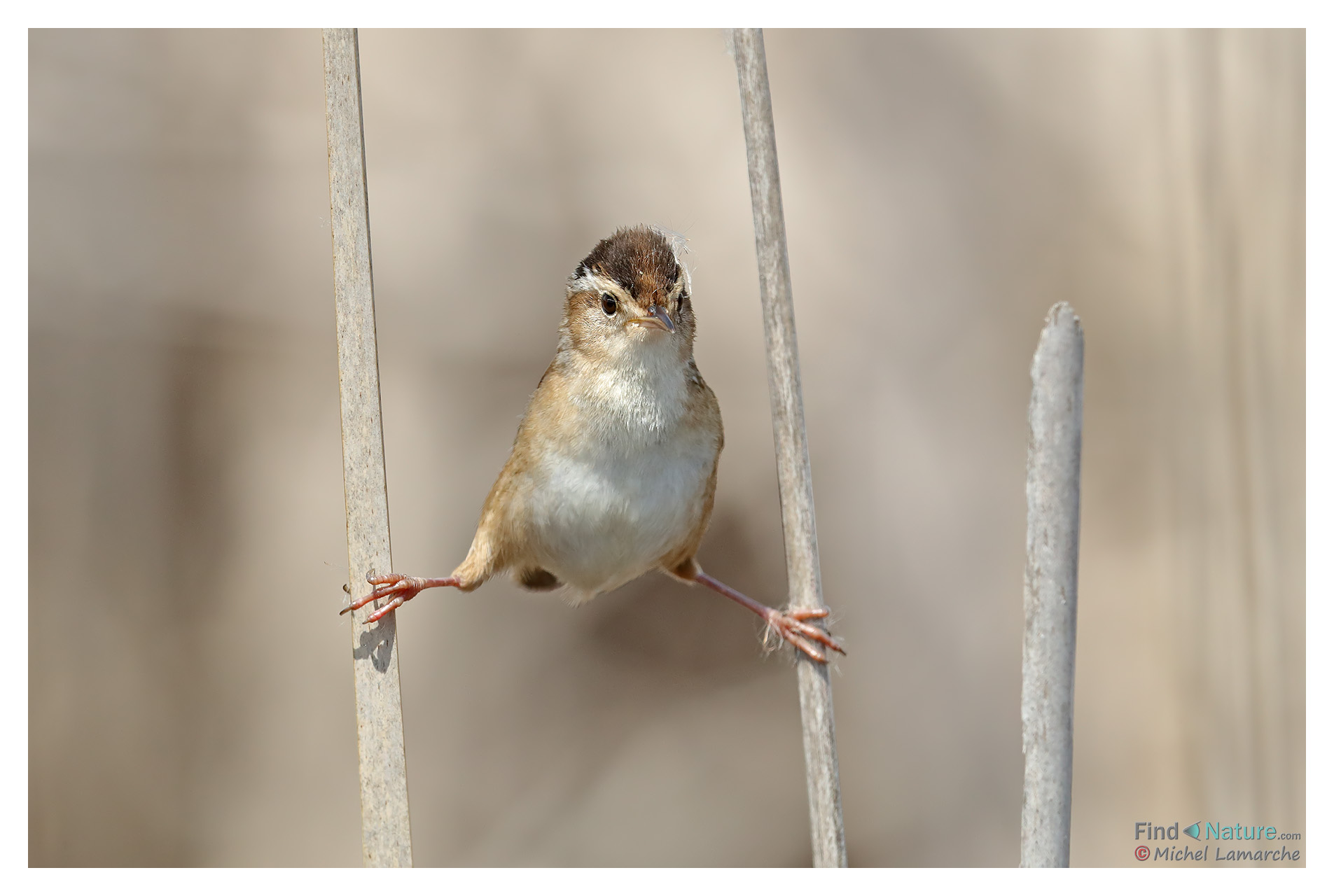Photos Troglodyte des marais, Marsh Wren