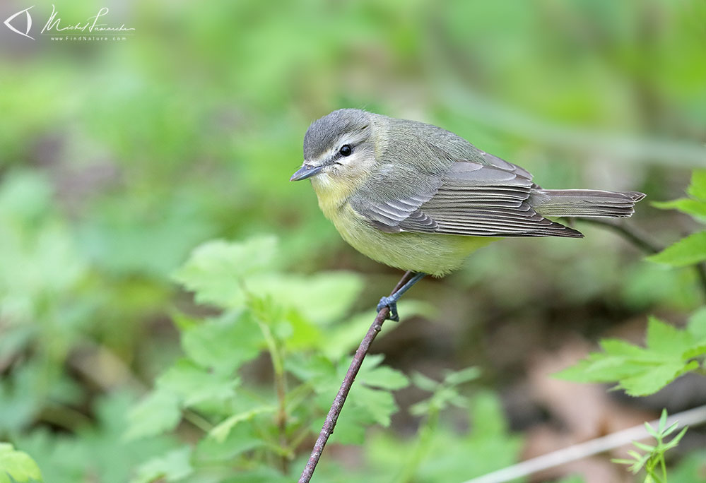 Pointe-Pelée (Ontario), 2019-05-10