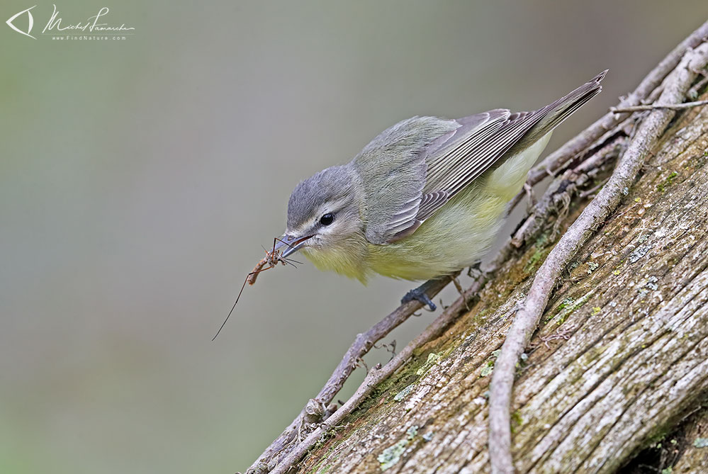 Pointe-Pelée (Ontario), 2019-05-10