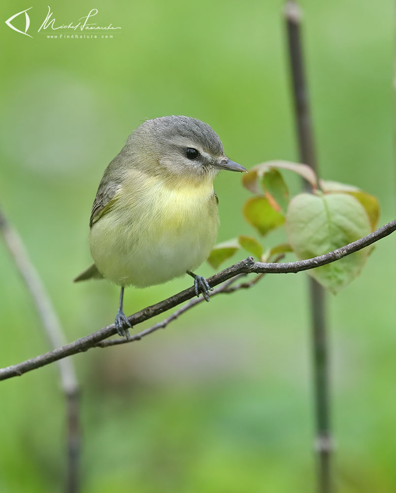 Pointe-Pelée (Ontario), 2019-05-09