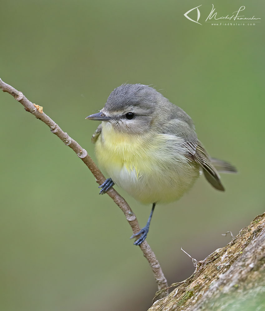 Pointe-Pelée (Ontario), 2019-05-10