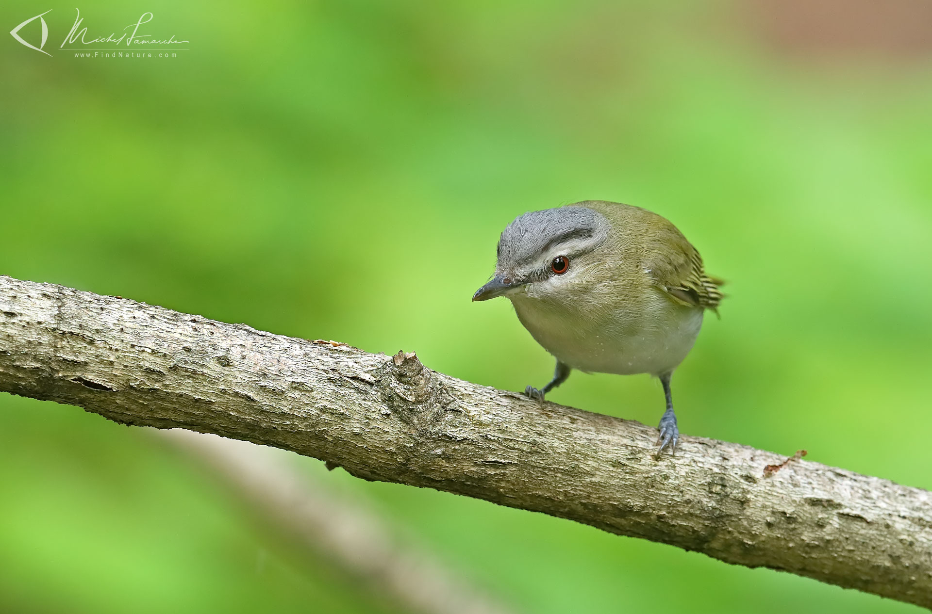 FindNature.com - Photos - Viréo aux yeux rouges, Red-eyed Vireo, Vireo ...